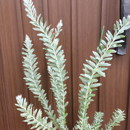 スタイリッシュプランツ§ アカシアブルーブッシュ コンクリート鉢植え
