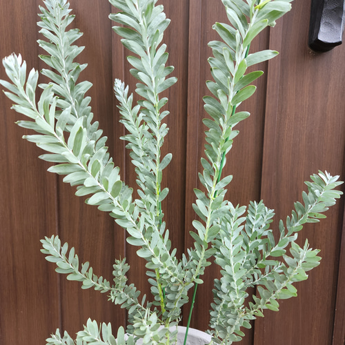 スタイリッシュプランツ§ アカシアブルーブッシュ コンクリート鉢植え