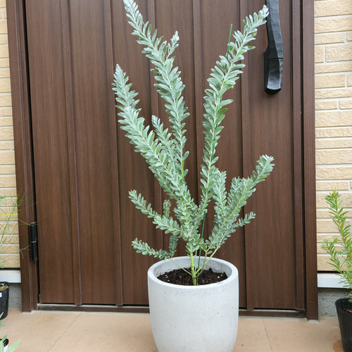 アカシア　ブルーブッシュ/ 705 アカシア ブルーブッシュ 約120-150cm 苗 シンボルツリー 庭木