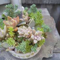 多肉植物 リメ缶の寄せ植え 2枚目の画像