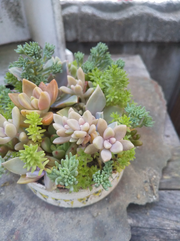 多肉植物 リメ缶の寄せ植え 2枚目の画像