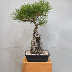 黒松　根上がり 根上がりの黒松盆栽の盆栽を販売｜入門は盆栽妙 – 盆栽妙 本店