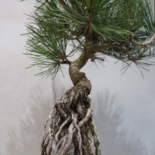根上がり 黒松 盆栽 一輪挿し・花瓶・花器 __@verdeplants__ 通販
