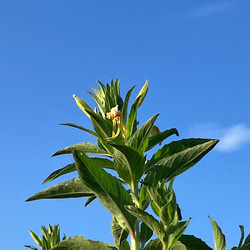 SALE＊草木染めオーガニックコットン･マリーブラウス＊槿花(むくげ)色 8枚目の画像
