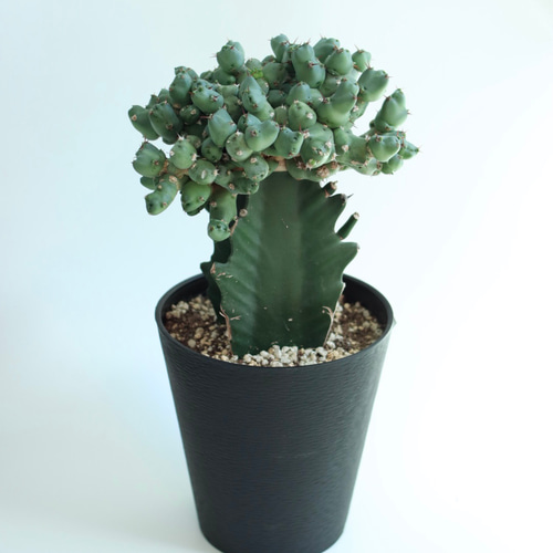 euphorbia clivicola 多肉植物 hakuda_m 通販 16250156｜Creema