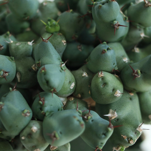 euphorbia clivicola 多肉植物 hakuda_m 通販 16250156｜Creema(クリーマ)