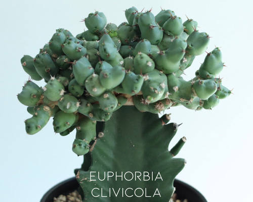 【一点モノ／現地風演出】Euphorbia clivicola 鉢付き発送 4818db589ef9ec452d9ff534afa1ea