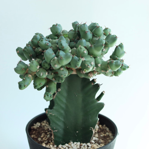 【一点モノ／現地風演出】Euphorbia clivicola 鉢付き発送 一点モノ／現地風演出】Euphorbia clivicola 鉢付き発送