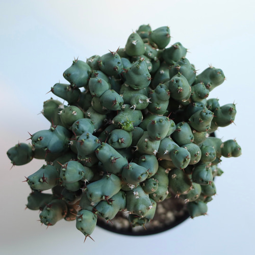 euphorbia clivicola 多肉植物 hakuda_m 通販 16250156｜Creema(クリーマ)