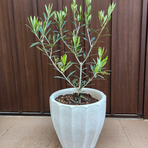 大きめオリーブの木エルグレコテラコッタ鉢植え苗シンボルツリー