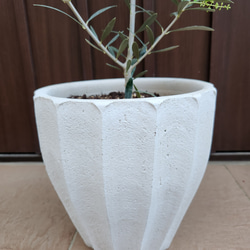 オリーブの木 エルグレコ お洒落 デザインテラコッタ鉢植え 苗