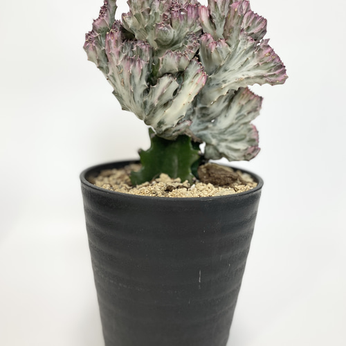 euphorbia lactea f.cristata 多肉植物 hakuda_m 通販 16250212