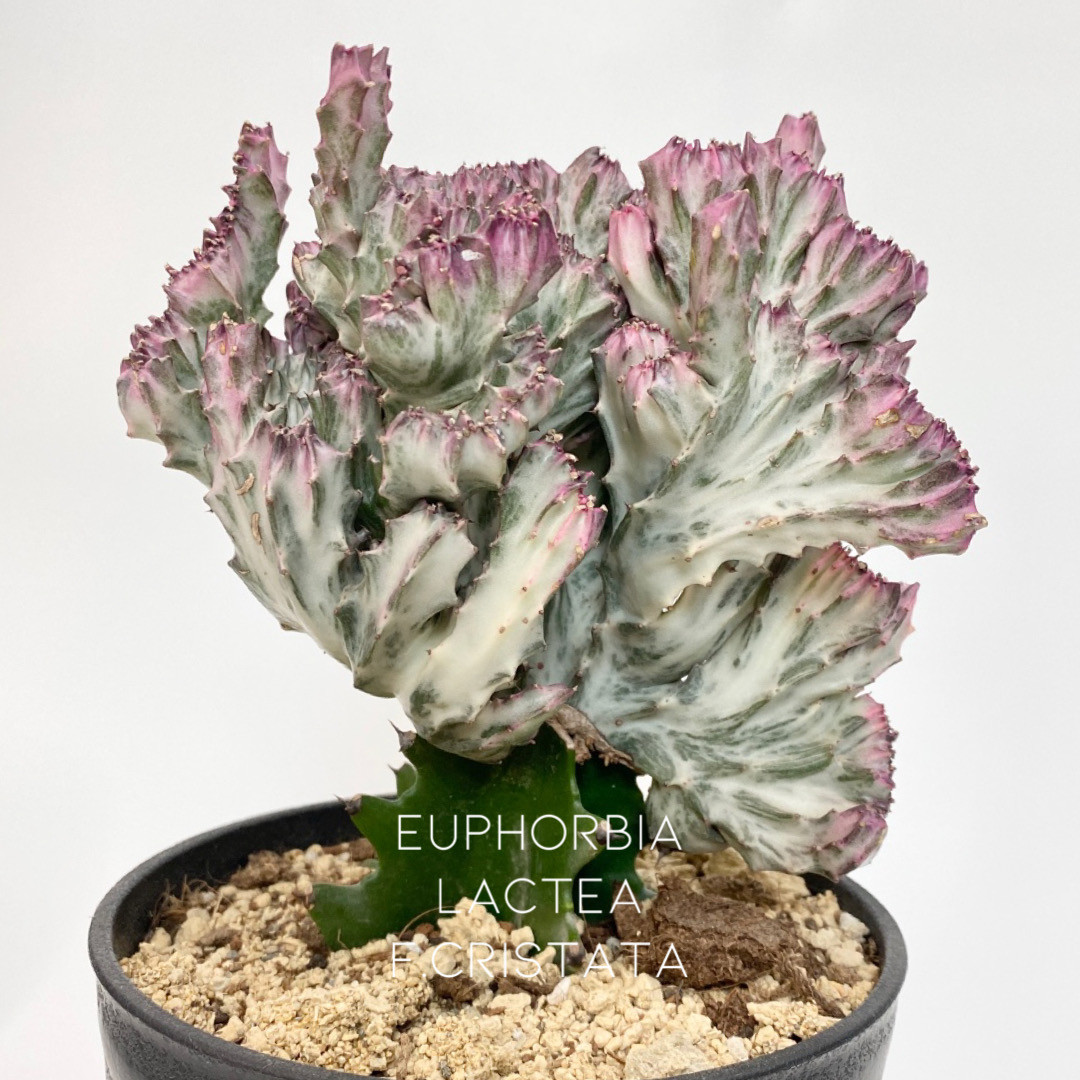 その他多肉植物 Natural 315 [Introducing recommended producers] At the end of the