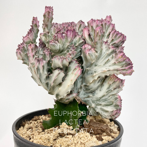 euphorbia lactea f.cristata 多肉植物 hakuda_m 通販 16250212