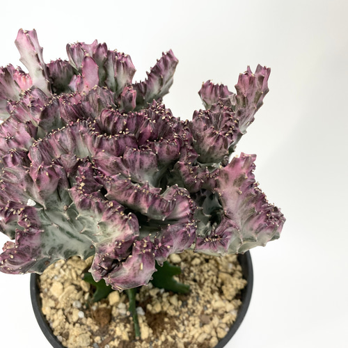 euphorbia lactea f.cristata 多肉植物 hakuda_m 通販 16250212