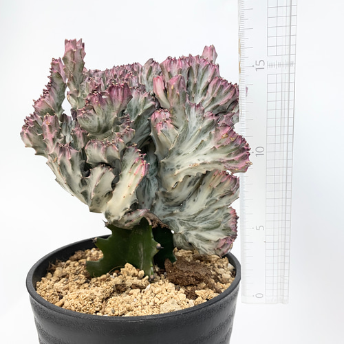 euphorbia lactea f.cristata 多肉植物 hakuda_m 通販 16250212