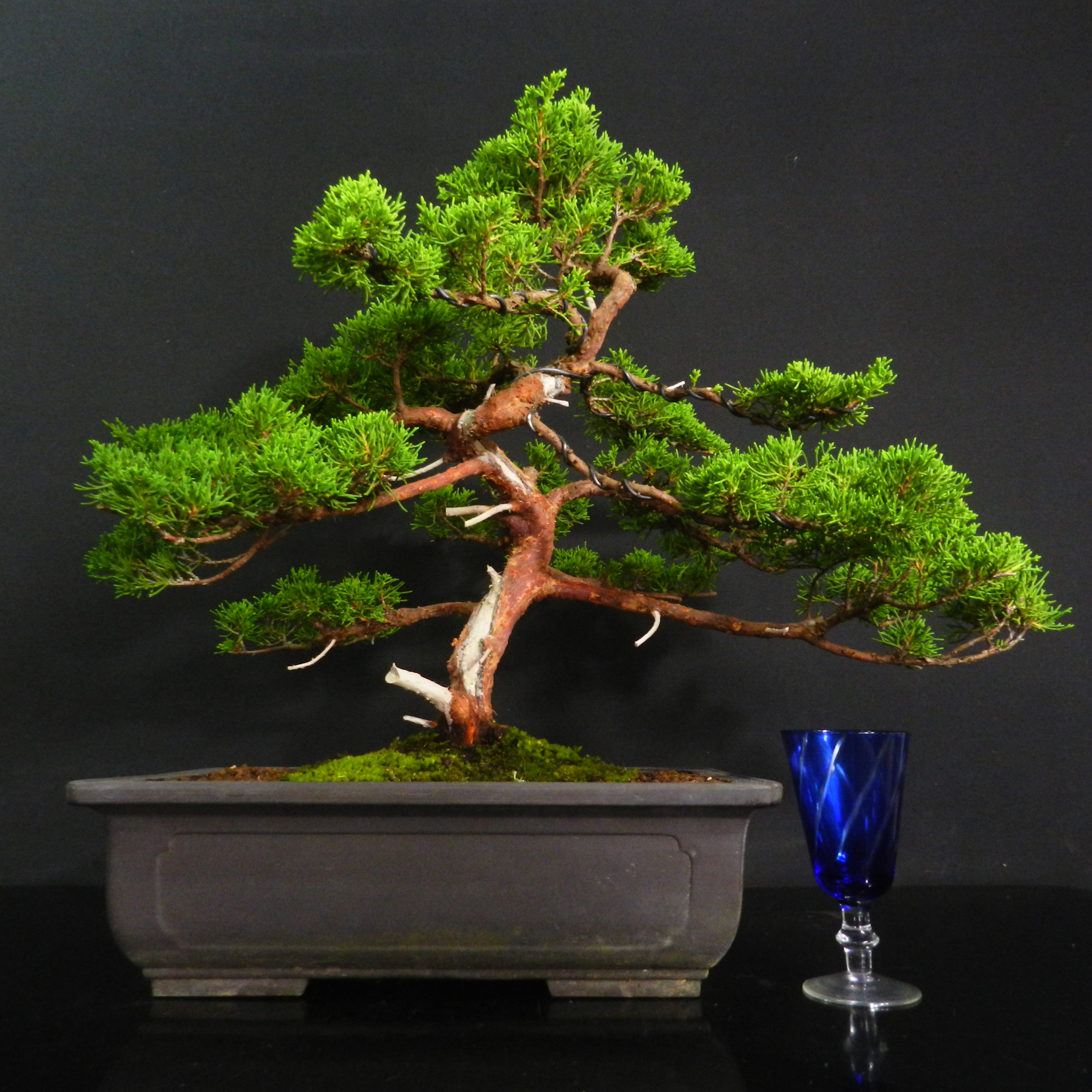 糸魚川真柏 面白い舎利 【公式通販】