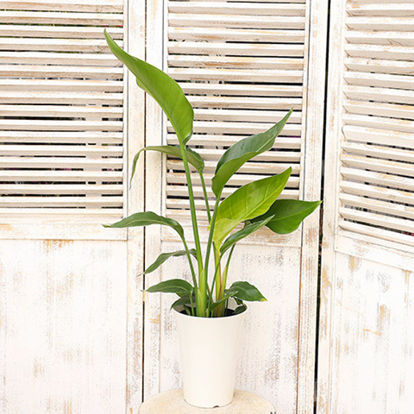 観葉植物 ストレリチア オーガスタ 5号 高さ70cm 育てやすい インテリアグリーン 室内 飾る 縁起 人気 5枚目の画像