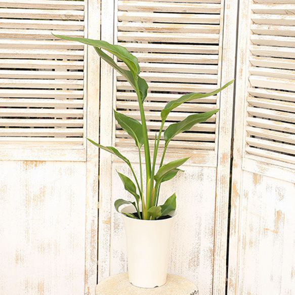 観葉植物 ストレリチア オーガスタ 5号 高さ70cm 育てやすい インテリアグリーン 室内 飾る 縁起 人気 3枚目の画像