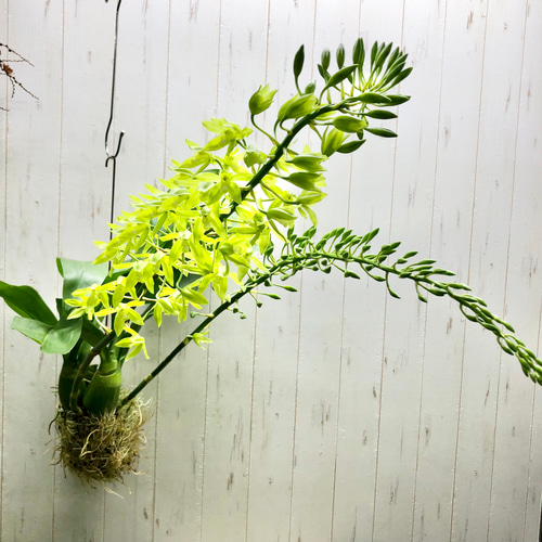 吊しておしゃれに楽しむ グラマトフィラム ヒヒマヌ 花芽2芽