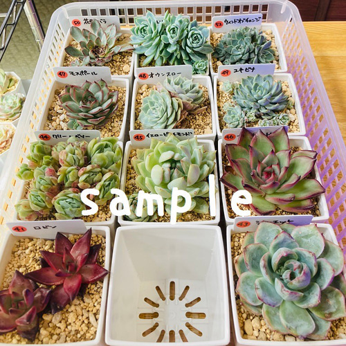 オンライン限定商品】 多肉植物 セット オーダー 葉挿し 韓国苗 植物