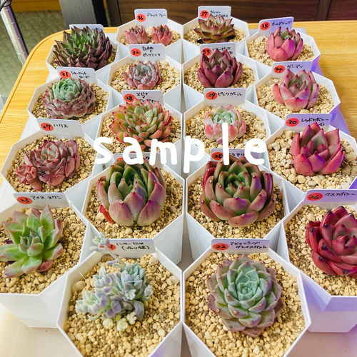 箱いっぱいの多肉植物の葉挿しセット☆韓国苗交配苗など♪ 多肉