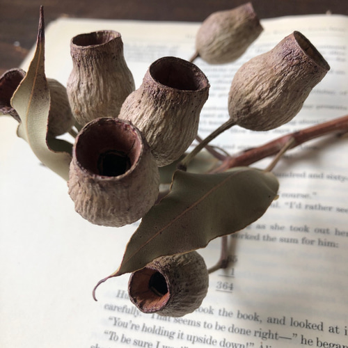 ユーカリ ベルガムナッツ 7個付枝1本 不思議な木の実シリーズ ドライ