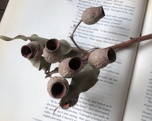 木の実❣️ベルガムナッツ❇️ドライフラワー 木の実 ドライフラワー❣️ベルガムナッツ - 押し花・ドライ