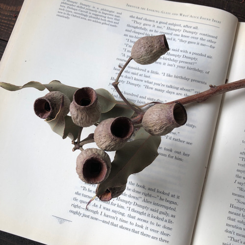 ドライフラワー❇️ベルガムナッツ❣️木の実 ユーカリ ベルガムナッツ