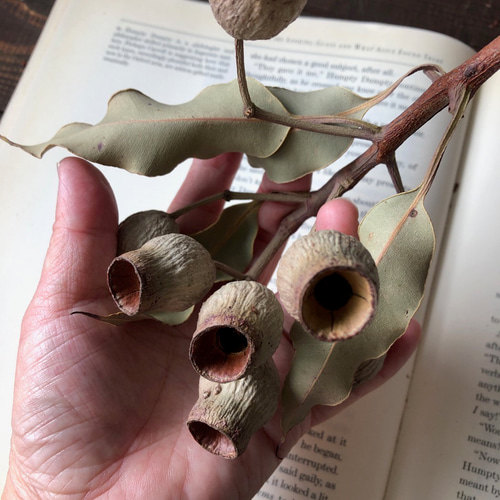 ユーカリ ベルガムナッツ 7個付枝1本 不思議な木の実シリーズ ドライ