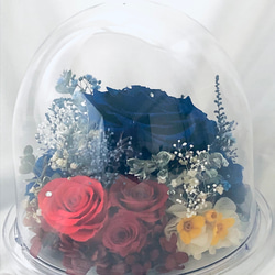 プリザーブドフラワーラウンドドーム/青と赤の冷静と情熱の薔薇 5枚目の画像