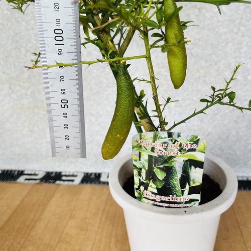 4年生　フィンガーライム接木苗／レインフォレストパール　8号ポット　果実収穫直前 4年生 フィンガーライム接木苗／レインフォレストパール 8号