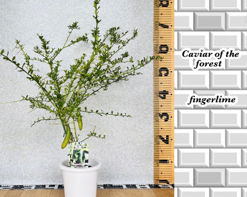 4年生　フィンガーライム接木苗／レインフォレストパール　8号ポット　果実収穫直前 4年生 フィンガーライム接木苗／レインフォレストパール 8号