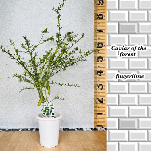 4年生 フィンガーライム接木苗／レインフォレストパール 8号