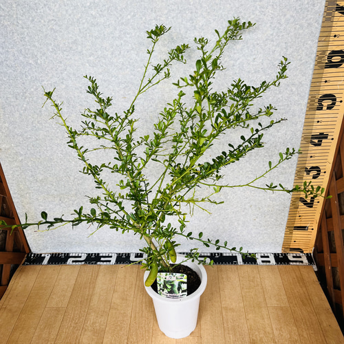 4年生 フィンガーライム接木苗／レインフォレストパール 8号