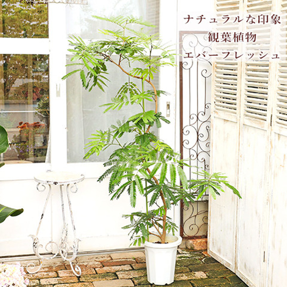 エバーフレッシュ ８号 S-shaped tree form140cm エバーフレッシュ 8号 エバーフレッシュ 8号140cm S-shaped