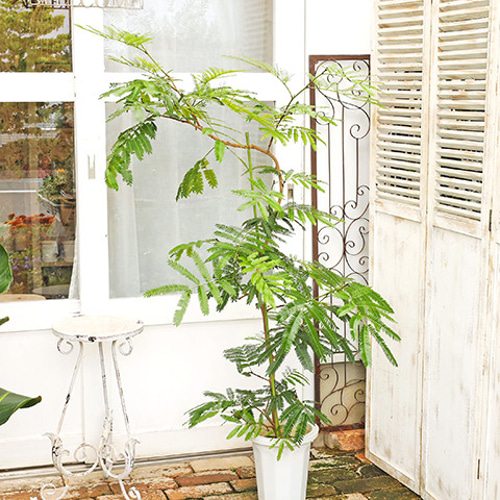 エバーフレッシュ 8号 3 現品］☆人気☆ 3番 エバーフレッシュ 曲がり