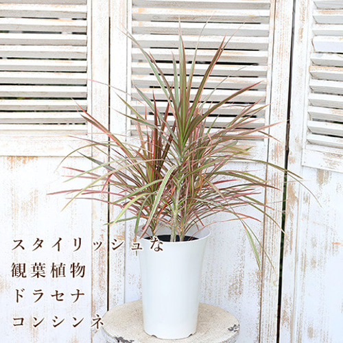 ［現品］17番　ドラセナ　コンシンネ　レインボー　8号　観葉植物　室内　おしゃれ 観葉植物 ドラセナ コンシンネ レインボー 8号 ストレート エディ
