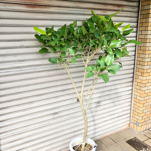 希少 樹形良好 フィカス ティーダ 9号 その他インテリア雑貨 PLANTS