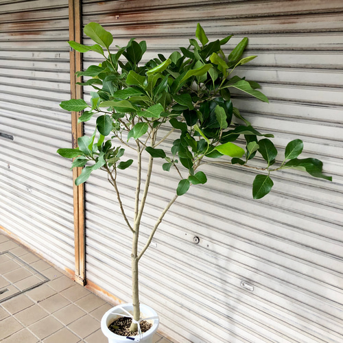 希少 樹形良好 フィカス ティーダ 9号 その他インテリア雑貨 PLANTS