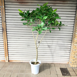 のらぽん　フィカス　ティーダ　植物　インテリア のらぽん様専用 フィカス ティーダ 植物 インテリア - メルカリ