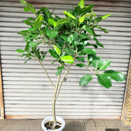 希少 樹形良好 フィカス ティーダ 9号 その他インテリア雑貨 PLANTS