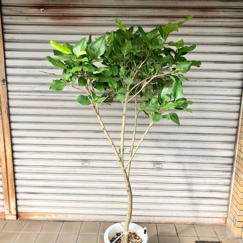 希少 樹形良好 フィカス ティーダ 9号 その他インテリア雑貨 PLANTS