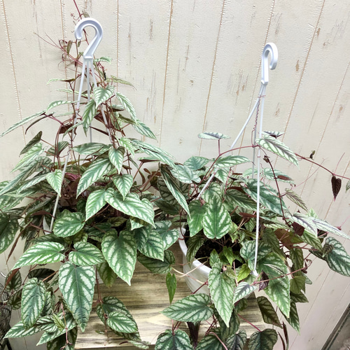 シッサス ディスカラー 6号吊り鉢 その他インテリア雑貨 PLANTS SHOP