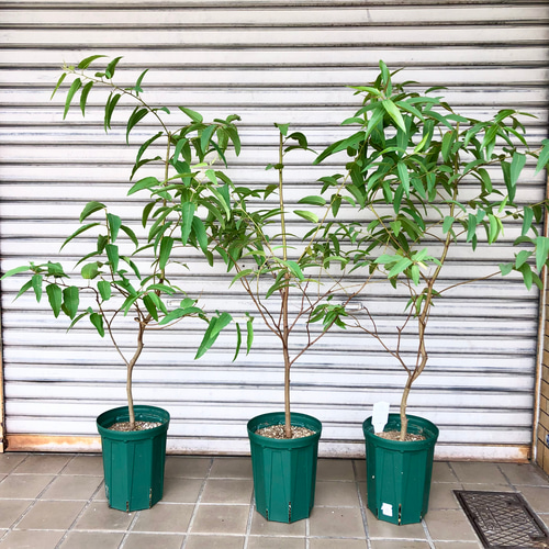 大株 レモンユーカリ 7号スリット鉢 3鉢 その他インテリア雑貨 PLANTS SHOP OLIVE 通販｜Creema(クリーマ) 16254869