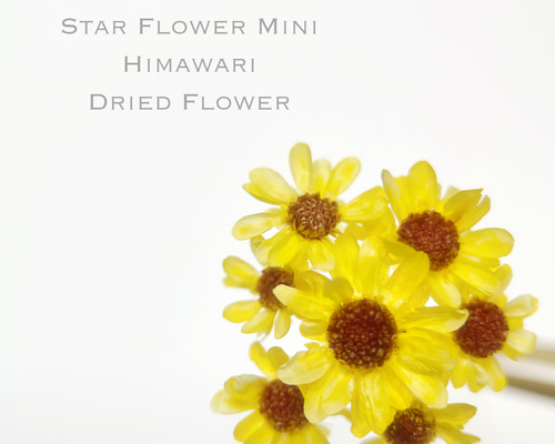 ドライフラワー 小さなひまわり ドライフラワー 小さなひまわり ひまわりのドライフラワー