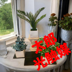 光触媒 人工観葉植物 ウォールグリーン フェイクグリーン アイビー