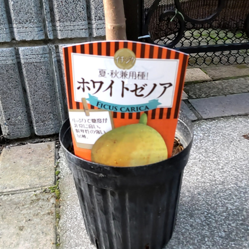 みかん星人様 紫陽花3種類セット▷7苗木 うらやまし