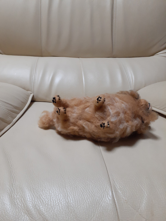 羊毛フェルト　オーストラリアンテリア　犬のオーダーを受け付けています　3000円 6枚目の画像