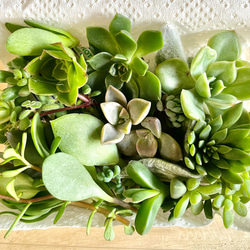 多肉植物 朧月 カット苗10個 多肉植物 pekipeki 通販 16796161